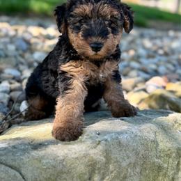 Tan Collar - Black and tan male Welsh Terrier puppy in Marshallville, Ohio from Anne's Pups