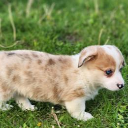 John - Red merle and white male American Corgi puppy in Dunbar, Nebraska from Vintage Corgis
