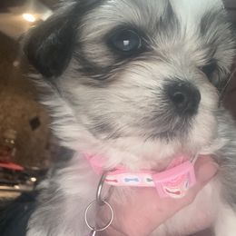 AKC girl 2 pink collar - Cream female Lhasa Apso puppy in Chico, California from Lhasa Apsos of northern Ca . Biewer terriers of northern California