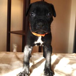 Sonne - Black male Cane Corso puppy in Houston, Texas from Mortaio Cane Corso