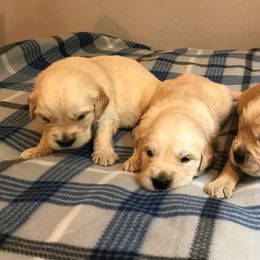 Golden Retriever Puppies from Big Rock Goldens