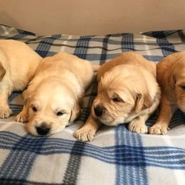 Golden Retriever Puppies from Big Rock Goldens
