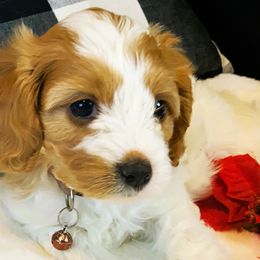 Baxter - Cavapoo puppy from Precious Puppies