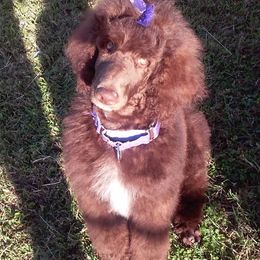 Poodle All Grown Up from Kemah Standard Poodles