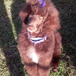 Poodle All Grown Up from Kemah Standard Poodles