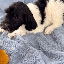 Piper - Parti female Goldendoodle puppy in Cocoa, Florida from The Beach Doodles