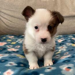 Burr - Red male Pembroke Welsh Corgi puppy in Waco, Texas from The Comma Corgis