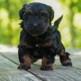 Fefe - Black and tan female Havapoo puppy in Saint Joe, Indiana from Claire's Havapoos