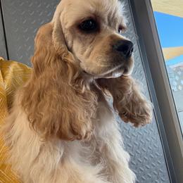 Finn - Buff male Cocker Spaniel puppy in Haines City, Florida from Camic Cockapoos
