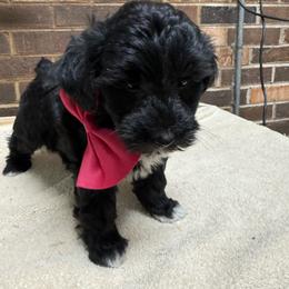 Elsa - Black female Yorkipoo puppy in Henderson, North Carolina from Dorans Danes and Doodles