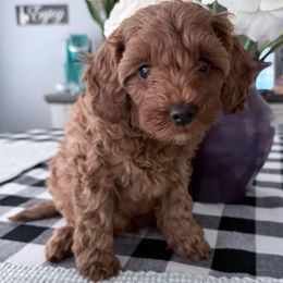 Green Boy - Red  male Goldendoodle puppy in Spring Branch, Texas from Texas Hill Country Doodles