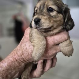 Dachshund Puppies from Amanda Smith