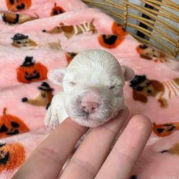 Cappuccino - White male Maltipoo puppy in Roseville, California from Sunshine’s Maltipoo’s