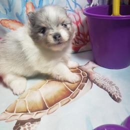 Mimosa - Blue merle female Pomeranian puppy in Weatherford, Texas from Jeweled Poms