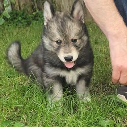 Echo - Agouti and white male Siberian Husky puppy in Louisville, Kentucky from Wild Hunt Huskies