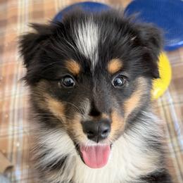 Starlight - Black tri-color male Australian Shepherd puppy in Puyallup, Washington from SolarStorm Australian Shepherds