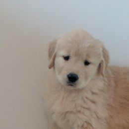 Golden Retriever Puppies from Sandy's Golden Pups