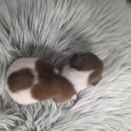 Oak - Piebald female Dachshund puppy in Grant, Michigan from Low Down Dashchuand