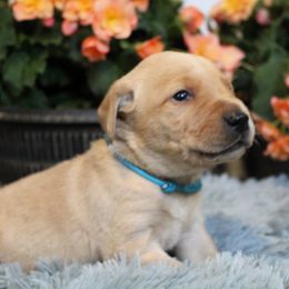 Boy 1 - Yellow Labrador Retriever puppy in Gilbert, South Carolina from Crout Kennels