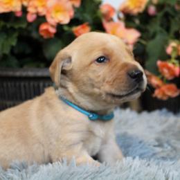 Boy 1 - Yellow Labrador Retriever puppy in Gilbert, South Carolina from Crout Kennels
