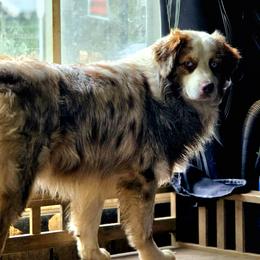 Legend - Australian Shepherd