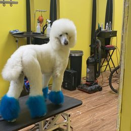 French Bulldogs and Goldendoodles from Paw Palace of Atlanta