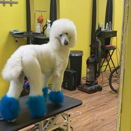 French Bulldogs and Goldendoodles from Paw Palace of Atlanta