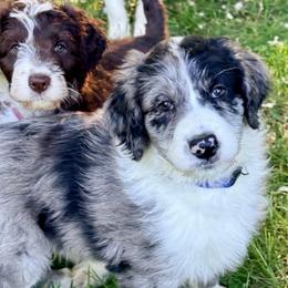 Superman - Blue merle male Aussiedoodle puppy in Bedford, Virginia from Brandt Farms Aussiedoodles