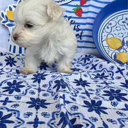 Hank - White male Maltese puppy in Polo, Missouri from Purely Maltese