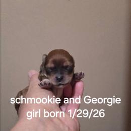 Speckles - Black & tan tri-color female Maltipoo puppy in Sedro Woolley, Washington from Absher Ranch