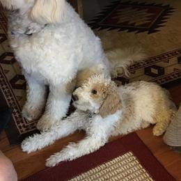 Goldendoodle Puppies from Goldendoodles of Vanhoy Farms