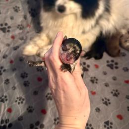 Girl 3 - Blue merle female Pomeranian puppy in Stroud, Oklahoma from Laik’s Little Shihtz & Poms