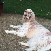 English Setters from Mary Nowak