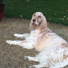 English Setters from Mary Nowak