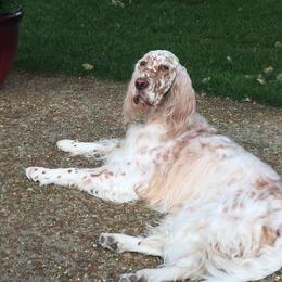 English Setters from Mary Nowak
