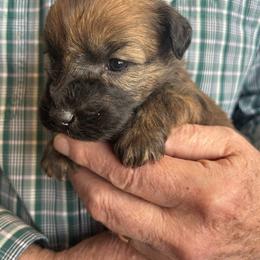 Hobbit (Orange Collar) - Wheaten male Soft Coated Wheaten Terrier puppy in Cody, Wyoming from Yellowstone Breeders