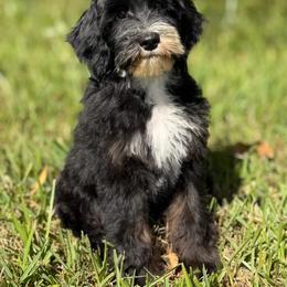 Firefly - Phantom male Goldendoodle puppy in Aubrey, Texas from Four Willows Farm