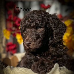 Cheer - Brown male Poodle puppy in Greenville, North Carolina from Grace Poodles