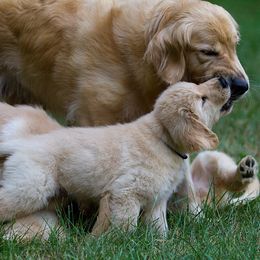 Golden Retriever Puppies from Welch Family Golden Retrievers