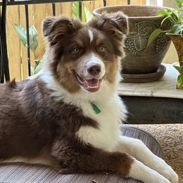 Australian Shepherd Puppies from Mountain Ridge Aussies