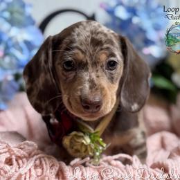 Aspen - Dapple female Dachshund puppy in Fayetteville, West Virginia from Loop Creek Dachshunds
