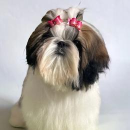 Shih Tzus from Fairy Tails Shih Tzus CA