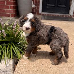 Ren - Blue merle male Bernedoodle puppy in Royse City, Texas from Platinum Bernedoodles of Texas
