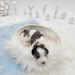 Orion - Blue merle male Bernedoodle puppy in Omaha, Nebraska from Whimsy Doodles
