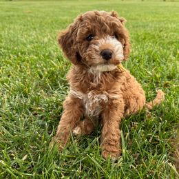 Clove (yellow collar) - Red and white male Cockapoo puppy in Strasburg, Pennsylvania from Brook Valley Cockapoos