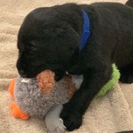 Labrador Retrievers from Lazy Puppy Farms