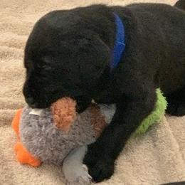 Labrador Retrievers from Lazy Puppy Farms