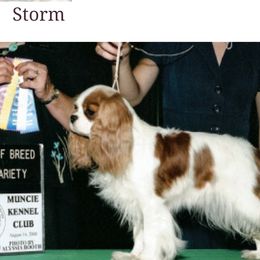 Biewer Terriers and Cavalier King Charles Spaniels from Woo Hoo Biewers & Inkahoots Cavaliers