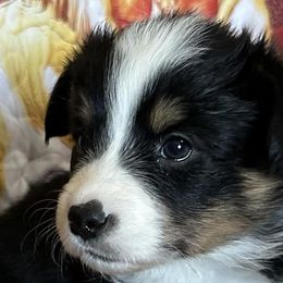Ember - Pembroke Welsh Corgi puppy from Hickory Springs Corgis