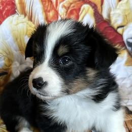 Ember - Pembroke Welsh Corgi puppy from Hickory Springs Corgis